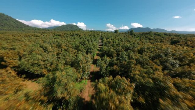 FPV DRONE SHOT OF AVOCADO FARMS IN URUAPAN MICHOACAN