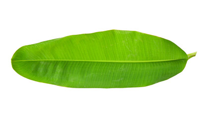 Obraz premium banana leaf on transparent png. top view