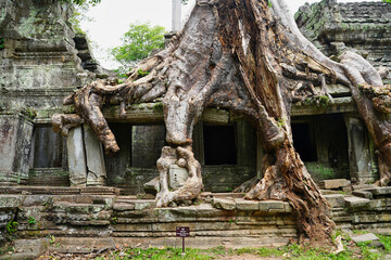 Fototapeta na wymiar Preah Khan - 12th Century temple built by Khmer King Jayavarman VII with typical Angkor style intertwined tetrameles tree roots at Siem Reap, Cambodia, Asia