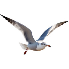 Beautiful gull flying - obrazy, fototapety, plakaty