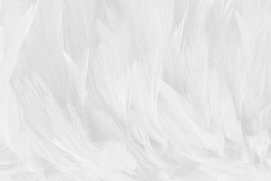 Beautiful white grey bird feathers pattern texture background.