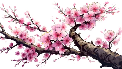 Foto auf Alu-Dibond Pink cherry blossom sakura on white background,Beautiful blossoming branches © Anuson
