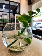Cute and clear glass bowl on dining table filled with water, small fish and decorative plant