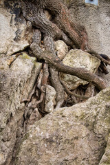 Tree roots growing in a rock on a path next to Drachenburg, a castle in Konigswinter, Germany.