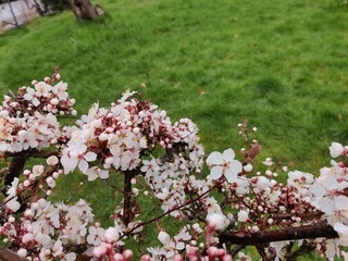 Obraz premium Pink little lining