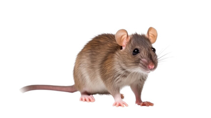 A rat on the transparent background
