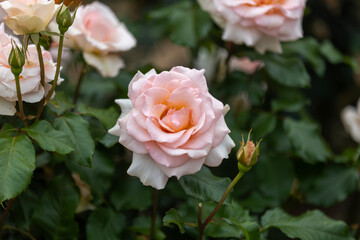 ヨハン シュトラウス