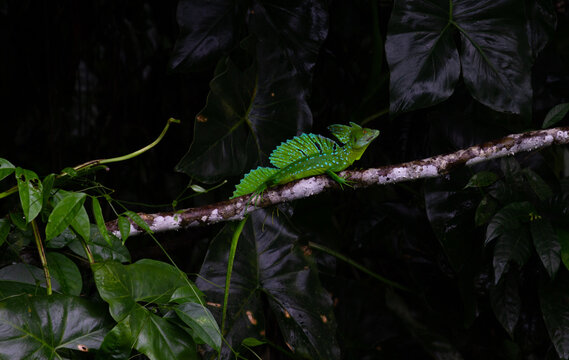 basilisco, costa rica