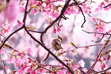 美しい桜に囲まれた可愛いメジロ