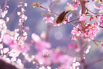 美しい桜に囲まれた可愛いメジロ - obrazy, fototapety, plakaty