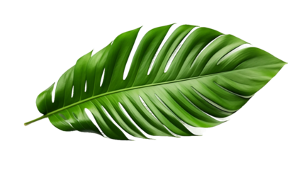 Design element for presentation layout on transparent background. Palm leave closeup 3D realistic