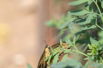 Mariposa Tigre en una planta