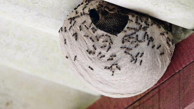 Native Brazilian Wasps buzzing around a hanging hive 