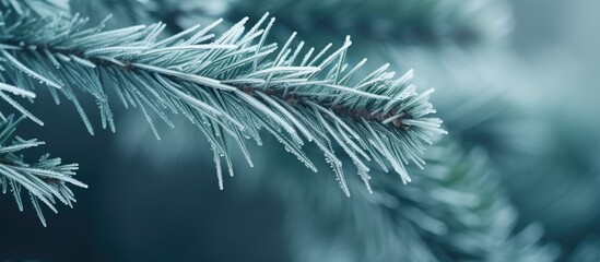 Frozen pine tree needles in close up