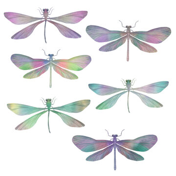 set of beautiful dragonflies for design, drawn in watercolor on paper, isolated on a white background.