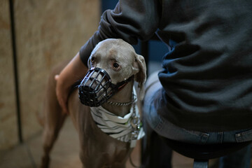 Purebred dog in a muzzle in a cafe