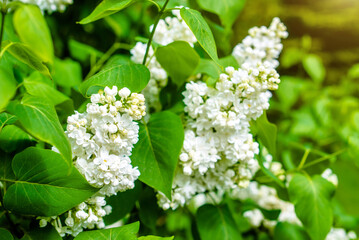 Inflorescence of a white lilac against a blue sky
