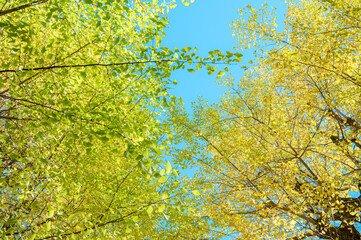 初秋のイチョウの葉