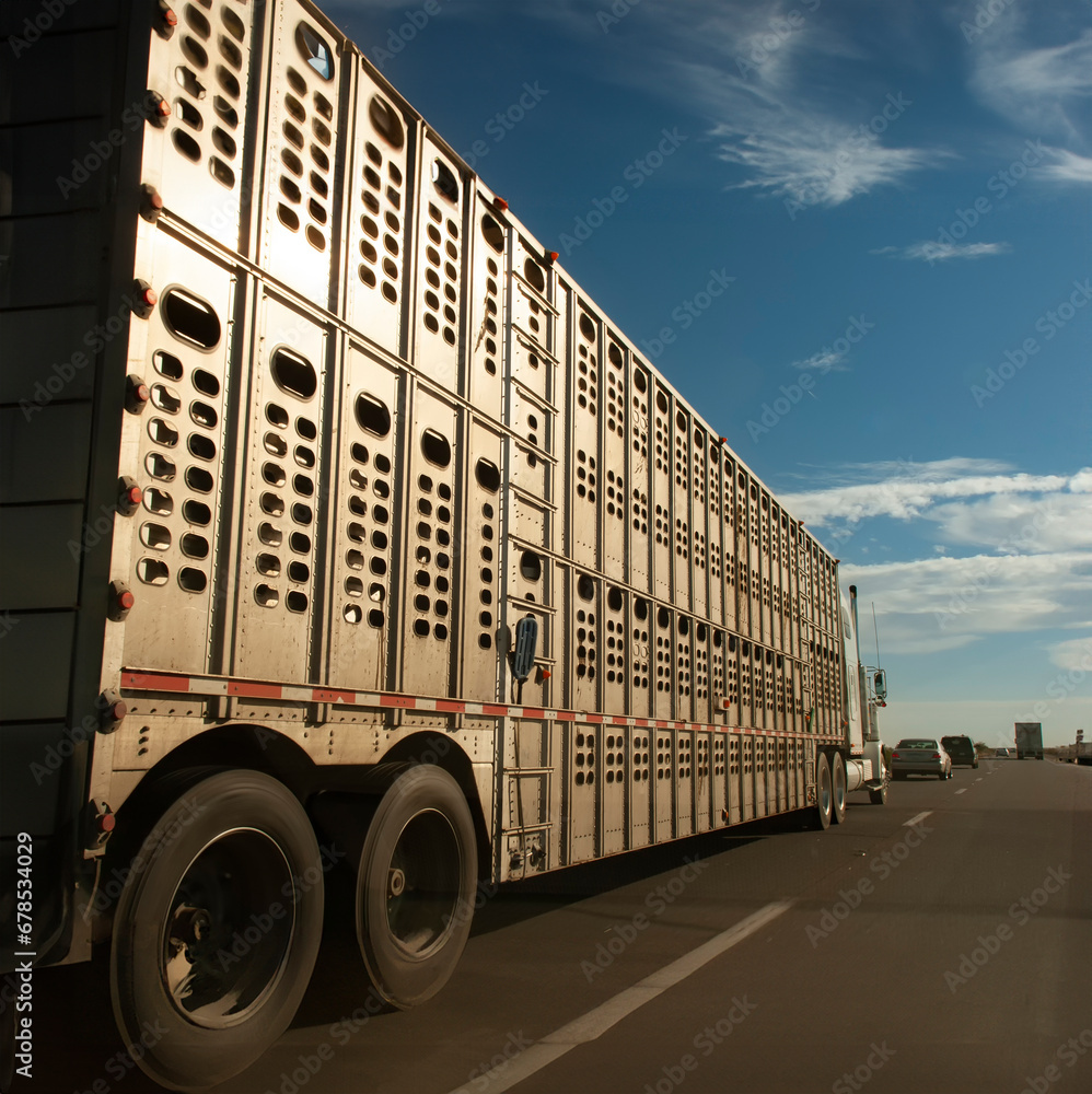 Wall mural livestock hauler driving down a highway with a blue sky and clouds