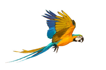 Beautiful flying parrot isolated on transparent background png file