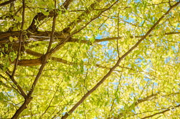 初秋のイチョウの葉