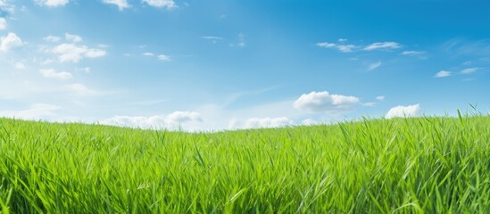 Fototapeta na wymiar Summer sky and green grass