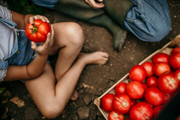 High angle view of a happy family sitting and collecting veggies in the garden. Close up image