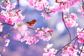 美しい桜と可愛いメジロ