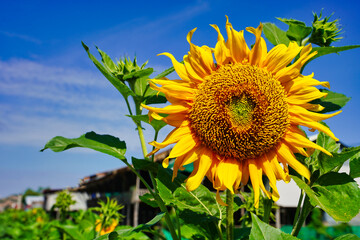 Sunflowers in village fields on outskirts of Siem Reap for ecotourism purposes at Siem Reap,...