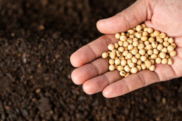 Hand of expert farmer sowing seeds of vegetables on healthy soil at organic farm. Dirty hand of professional farmer sowing seeds.