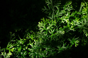 Obraz premium Green leaves background. Natural green background. 