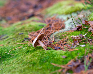 close-up of marsh plants, grass, moss, lichen, forest and marsh vegetation, rainy and cloudy day,
