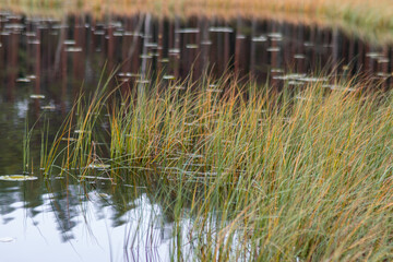 close-up of marsh plants, grass, moss, lichen, forest and marsh vegetation, rainy and cloudy day,