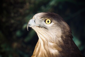 LA MIRADA