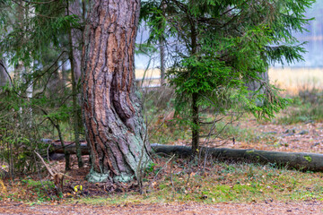 Fototapeta premium swamp pines, grass, mosses, lichens, forest and swamp vegetation, rainy and cloudy day,