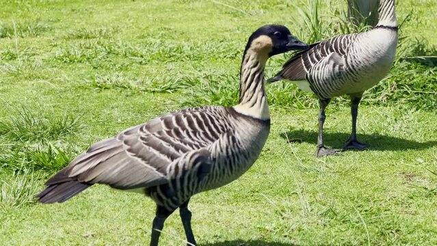 Cinematic close-up shot of two rare Hawaiian nenes at Kilauea Point National Wildlife Refuge on the island of Kaua'i, Hawai'i. 4K HDR at 30 FPS