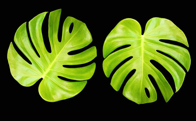 Top veiw, Bright fresh two monstera leaf isolated on black background for stock photo or advertisement, Genus of flowering plants © Apichai