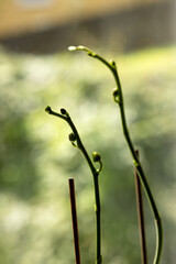 Two flower stalks of an orchid with buds on a blurred background of light green color