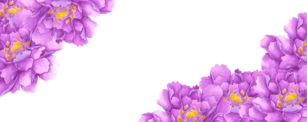 Hand drawn watercolor purple peony banner border isolated on white background. Can be used for banner decoration and other printed products.