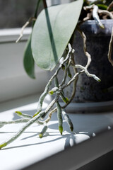 Aerial orchid roots, orchid on the windowsill