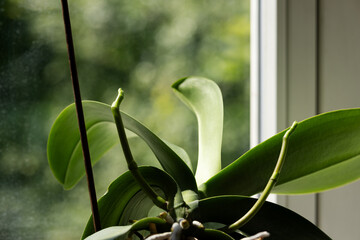 Orchid on the windowsill, Peduncles at the beginning of growth