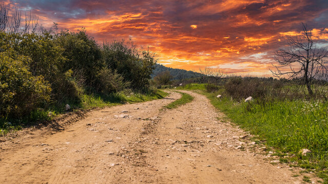 The dirt road and the roadside are covered with trees sunset. Old dirt road to the forest.
