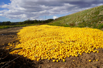 Food waste concept, dumped citrus fruit