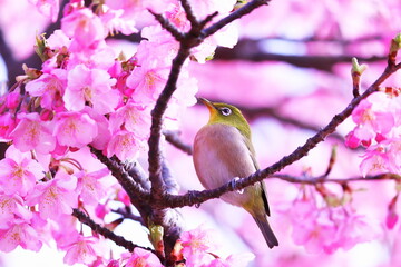 満開の美しい桜と可愛いメジロ