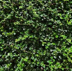 Trimmed bushes, Carmona retusa