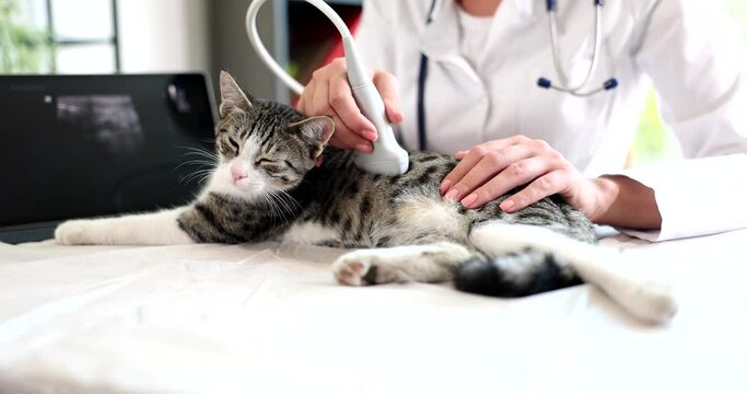 Female veterinarian examines cat using ultrasound in clinic. Pet medical examination and veterinary medicine and pet care
