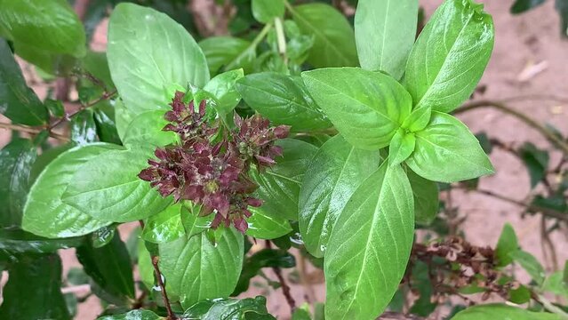 Basil. Fresh basil leaves.Basil plant,close up.Nature, food, ingredient, agriculture.The basil is an excellent herb spice for adding flavor to soups, sauces, fish and meat dishes.