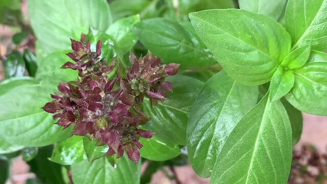 Basil. Fresh basil leaves.Basil plant,close up.Nature, food, ingredient, agriculture.The basil is an excellent herb spice for adding flavor to soups, sauces, fish and meat dishes.
