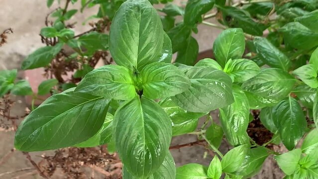 Basil. Fresh basil leaves.Basil plant,close up.Nature, food, ingredient, agriculture.The basil is an excellent herb spice for adding flavor to soups, sauces, fish and meat dishes.