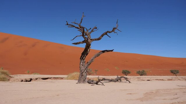 Dead dry tree snag in arid desert on background of red orange sand dunes. A national park Sossusvlei Desert Deadvlei in Namibia and popular tourist destination